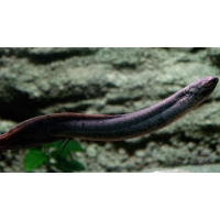 Lepidosiren Paradoxa 7cm Lepidosiren Paradoxa 7cm